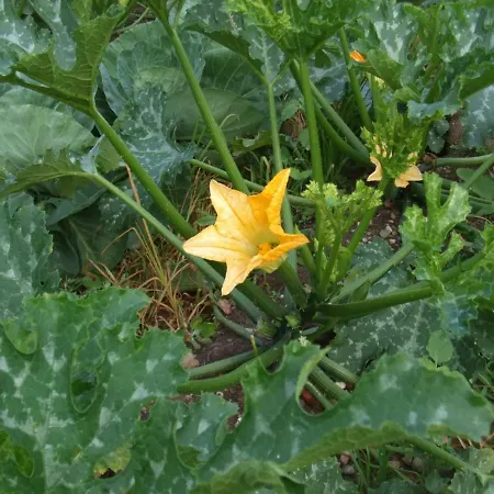 Farma San Francesco