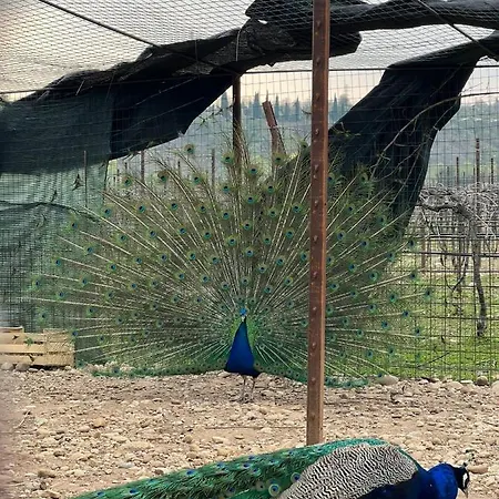 San Francesco Agroturismo